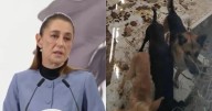 “Es lamentable”: Claudia Sheinbaum se pronuncia sobre el asesinato de 70 perros en Santa Catarina
