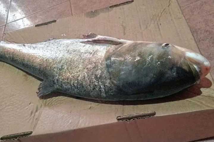 Alerta tras la pesca de la carpa plateada en Entre Ríos: revelaron cómo llegó al río Uruguay