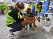 Durante el Milagro habrá un programa de identificación de perros