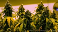 New clinical trial shows cannabis-based oil improved chronic low back