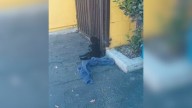 California Rescuers Save Pup After Accident, Only To Discover Her Dad Was Searching For Her