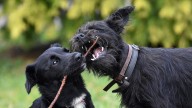 “El fuerte instinto de caza de estos perros les hace impredecibles, y tienen una conducta compleja para el día a día por su energía sin límites”: esta es la raza con peor comportamiento, según datos r