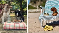 El concurso de fotografía "más peludo" de LA NUEVA ESPAÑA ya tiene ganadoras