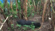 San Juan Chamula, Chiapas: envenenan a más de 60 perros