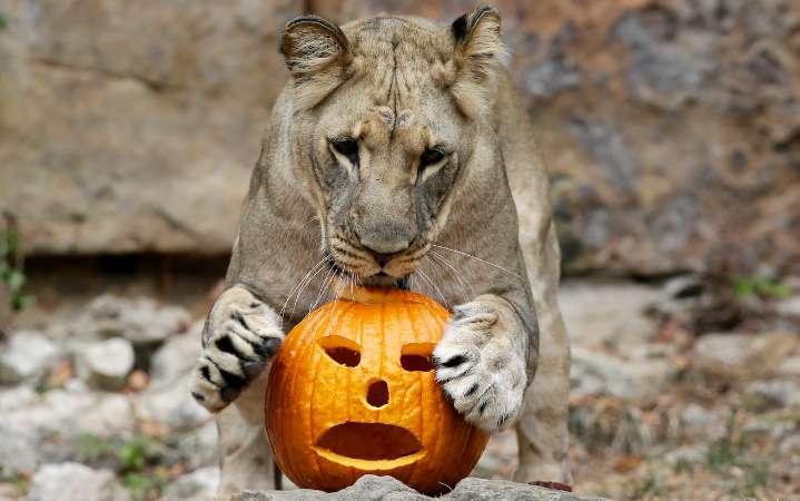 Akron Zoo’s Boo at the Zoo: Ultimate Fall Fest returns in October