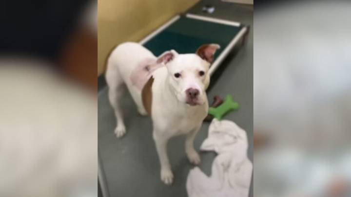 Florida Dog’s Resilient Spirit Shines Even After Being Returned To Shelter