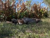 Scientists delight in Burmese python barfing up entire deer