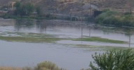Crews remove Water Stargrass from the Yakima River to save Salmon and bring balance to the ecosystem