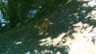 "Hito histórico" en el Pirineo: detectan por primera vez la presencia de un lince ibérico