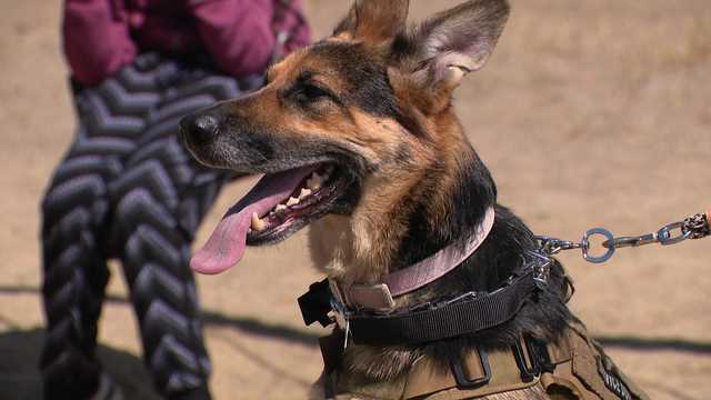 Autism Pittsburgh service dog saves non