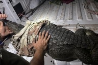 Aseguran cocodrilo en presa de Tonalá