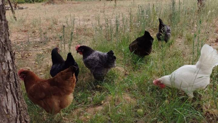 Sacrificadas 37.000 gallinas por gripe aviar