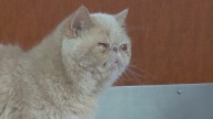 PETA says BGSU locker room cat 'Pudge' should stay home from games