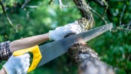 Cities need trees, but sometimes they have to be cut down – here’s why, and how to do it properly