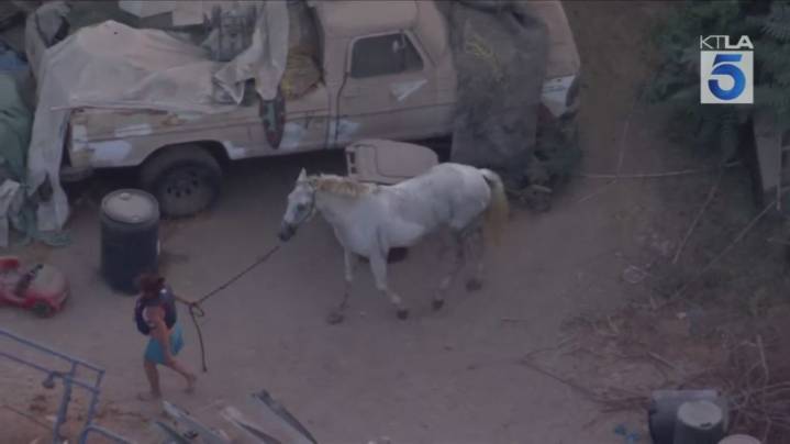 Firefighters respond to horse trapped in pool