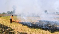 Punjab Launches Campaign On Ill-Effects Of Stubble Burning