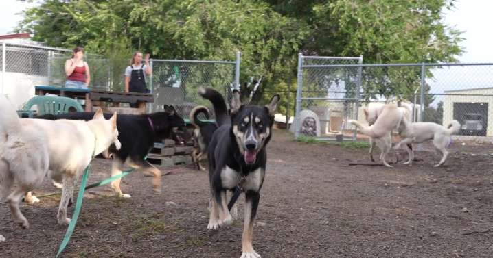 Lewis & Clark Humane Society hosts event for rescued dogs