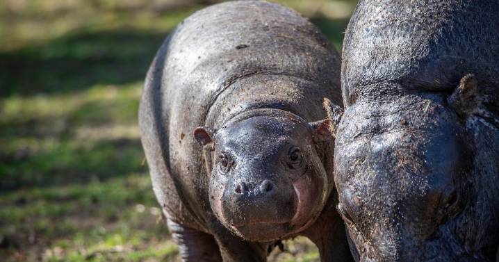Haggis the hippo is leaving Edinburgh for new home as zoo says 'bye the noo'