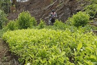 En la región cocalera de Colombia, la transición hacia la paz se tambalea
