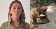 Caso osa “Mina” en Nuevo León: Profepa descarta traslado por su delicado estado de salud;  recuerdan el rescate y entrega del ejemplar en 2023