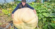 Gardener smashes four world records with giant vegetables in 2025