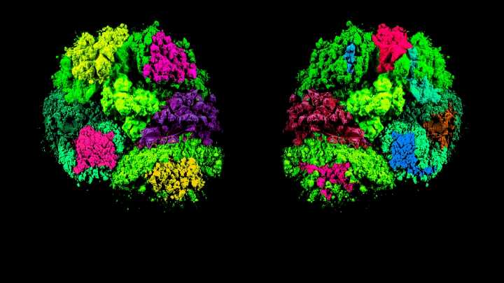 Descubren que una mutación genética ligada al autismo altera la conducta social
