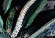 Plectosporium – not as spooky as it sounds