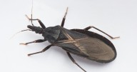What to know about ‘kissing bug’ disease, now endemic to the South