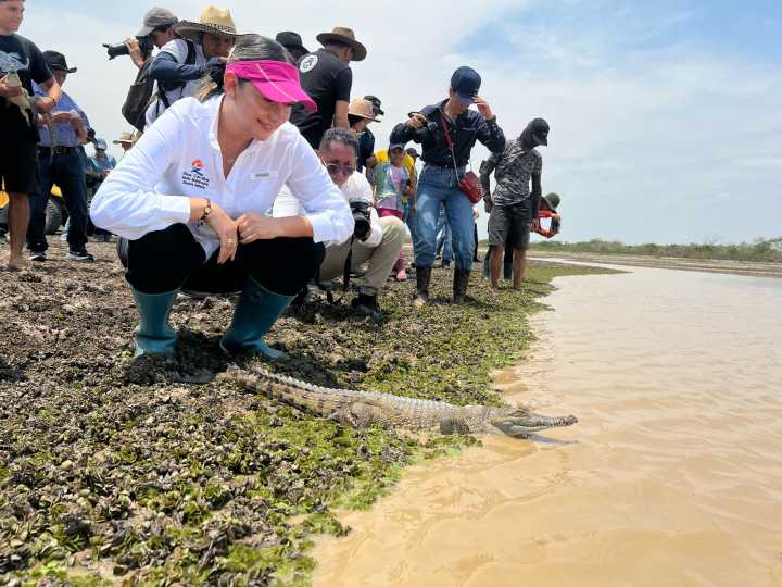 La liberación más grande en la historia del caimán llanero se realizó en jurisdicción de Corporinoquia