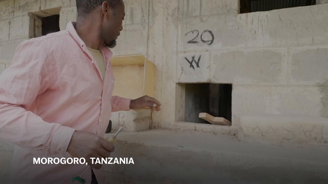 Land mines and tuberculosis are no match for Tanzanian ‘hero rats’ that sniff out danger and disease