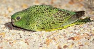 Beautiful rare bird thought to be extinct is spotted again after 100 years