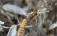 Case of human West Nile virus disease reported in Yakima County