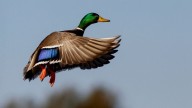 Michigan's fall hunting seasons are approaching. See when they begin
