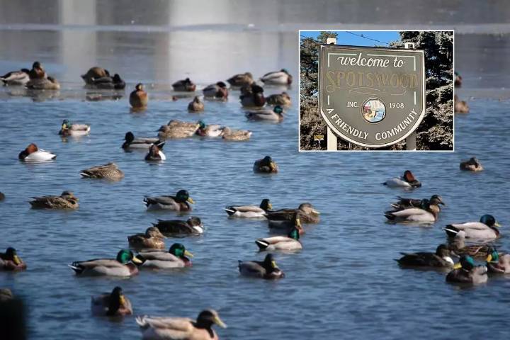 Driver charged after 7 geese in killed Spotswood