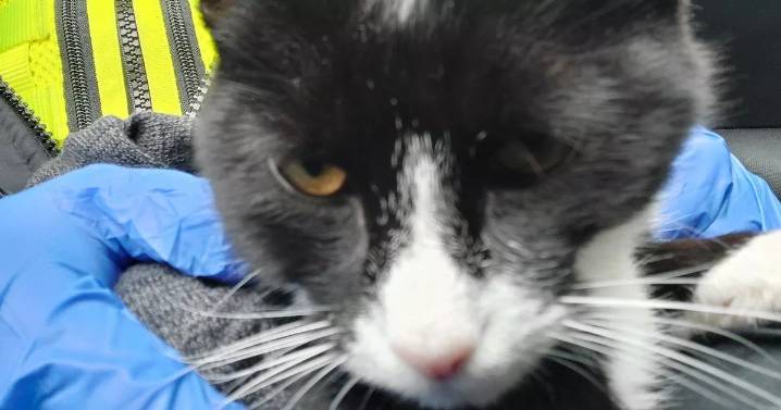 Shop thief found with cat that didn't belong to him