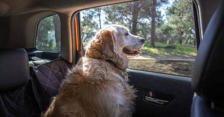 Drivers face £5,000 fine for simple mistake they make with dogs in the car