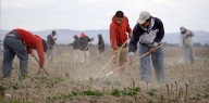 DHS agiliza el proceso de solicitud de ciertos trabajadores agrícolas temporales