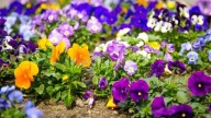 Tres flores ideales para sembrar en septiembre que florecen rápido