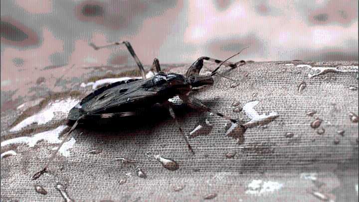 What is Chagas disease, transmitted by ‘kissing bugs', spreading in the U.S.