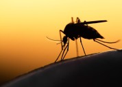 ¿Cuál es el único país del mundo sin mosquitos? ¿Puede el calentamiento global alterar esta excepción?