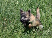 Country Life Quiz of the Day, September 29, 2025 is pooch perfect