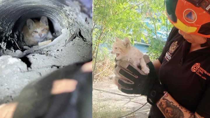 Rescatan a Gatito Atrapado Dentro de Coladera en Monterrey