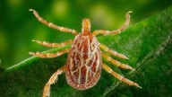 First Gulf Coast tick discovered in Iowa