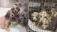 Alabama Puppies Were Abandoned And So Small That Nobody Could Tell Their True Breed