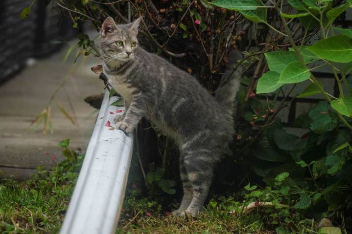 Headline: Why does San Jose cat sit on a fence with friends and howl?