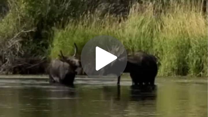 WYOWatch: Moose family cools off in Teton River