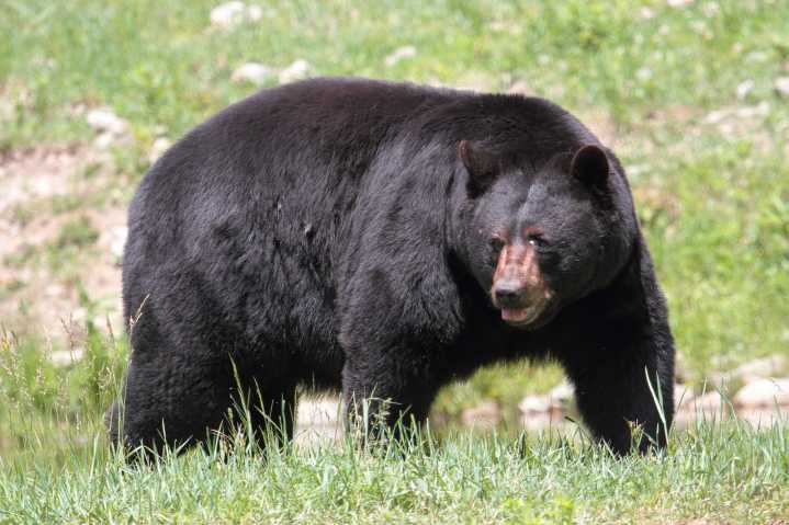 Arkansas bear attack victim Vernon Patton has died