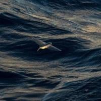 What is the high seas treaty?