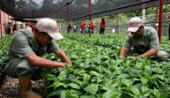 Café venezolano impulsa la economía del país