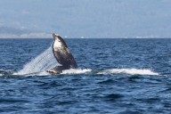 Operation underway to disentangle ‘Wiggins’ the humpback whale off the coast of Vancouver Island